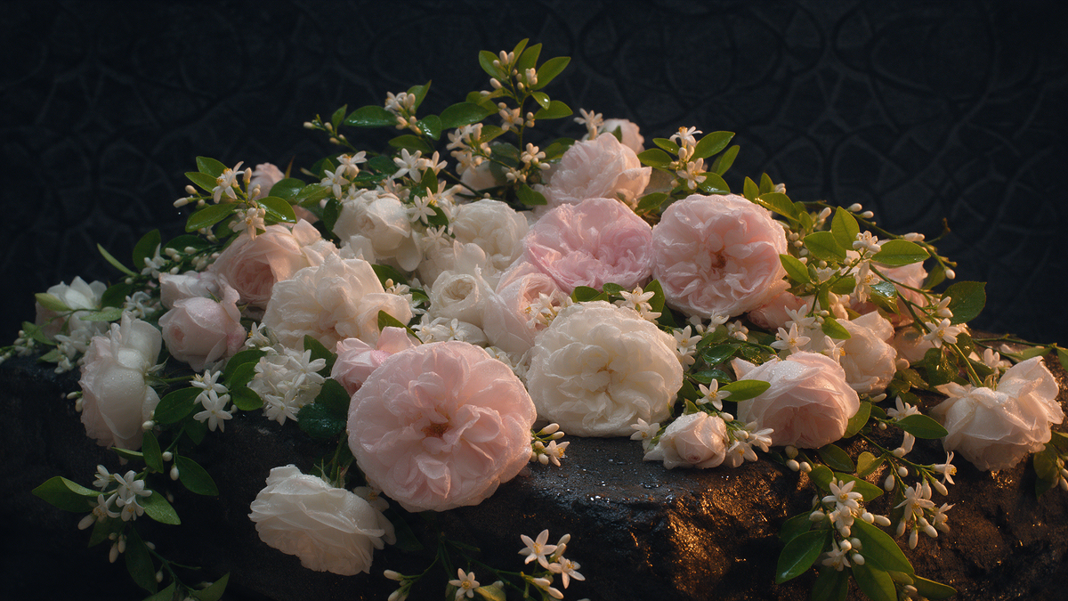 Rosas de Damasco, jazmín y azahar, ingredientes de la familia olfativa floral